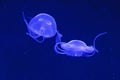Two jellyfishes with big bells and small tentacles Royalty Free Stock Photo