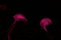 Two jellyfishes in pink neon light Royalty Free Stock Photo