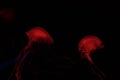 Two jellyfishes in red neon light Royalty Free Stock Photo