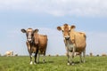 Two jersey cows, the herd in the background, standing in a pasture under a pale blue sky and a straight horizon Royalty Free Stock Photo