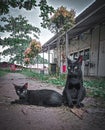 two jet black cats were dwelling on the path