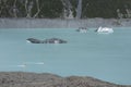 Two jet boats riding near icebergs in Tasman Lake, New Zealand