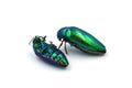 Two Jewel beetles (Metallic wood-boring beetle, Buprestid) isolated on white background Royalty Free Stock Photo