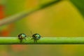 Two jewel bugs with vibrant colors walking on a stem with blur green background Royalty Free Stock Photo