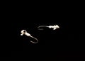 Two jig head hooks with round walleye isolated on black background