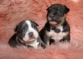 Two jolly American bully puppies looking away and waiting
