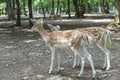 Two joung deers in zoo Royalty Free Stock Photo