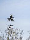 Two for Joy -  Two Magpies in a tree Royalty Free Stock Photo