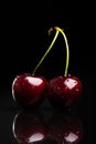 Two juicy fresh wet cherries Royalty Free Stock Photo