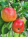 Two juicy red apples on apple tree branch in orchard. Vertical orientation photo