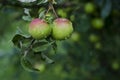 Two juicy red green apples hanging on a tree branch in the garden with leaves covered with water drops after rain Royalty Free Stock Photo