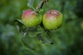 Two juicy red green apples hanging on a tree branch in the garden with leaves covered with water drops after rain Royalty Free Stock Photo