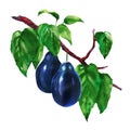 Two juicy sweet plum fruit on branch with green leaves, close-up. Package design element. Harvest, organic vegetarian