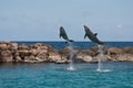 Two Jumping Dolphins Royalty Free Stock Photo