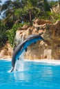 Two jumping dolphins Royalty Free Stock Photo