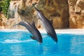 Two jumping dolphins in blue water Royalty Free Stock Photo