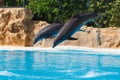 Two jumping dolphins in blue water Royalty Free Stock Photo