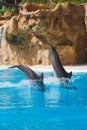 Two jumping dolphins in blue water Royalty Free Stock Photo