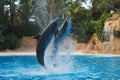 Two jumping dolphins in blue water Royalty Free Stock Photo