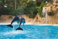 Two jumping dolphins in blue water Royalty Free Stock Photo