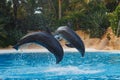 Two jumping dolphins in blue water Royalty Free Stock Photo