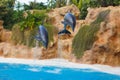 Two jumping dolphins in blue water Royalty Free Stock Photo