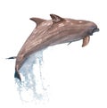 Two jumping dolphins isolated Royalty Free Stock Photo