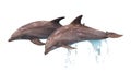 Two jumping dolphins isolated Royalty Free Stock Photo