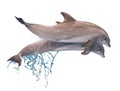 Two jumping dolphins isolated Royalty Free Stock Photo