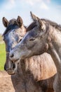 Two jumping horses stallions heads, they are close to each other. grey color Royalty Free Stock Photo