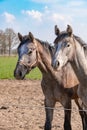 Two jumping horses stallions heads, they are close to each other. grey color Royalty Free Stock Photo