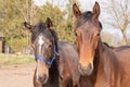 Two jumping horses stallions heads, they are close to each other Royalty Free Stock Photo
