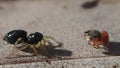 Two jumping spiders, one red and one black