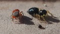 Two jumping spiders on a sticky place