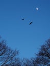 A pair of crows silhouetted against the moon as they fly over the forest
