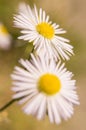 Two daisies, just flowered, in spring time Royalty Free Stock Photo