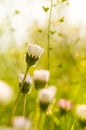 Two daisies, just flowered, in spring time Royalty Free Stock Photo