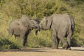 Two juvenile African Elephant (Loxodonta africana) play fighting Royalty Free Stock Photo