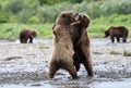 Two juvenile Alaskan brown bears play fighting Royalty Free Stock Photo