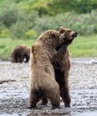 Two juvenile Alaskan brown bears play fighting Royalty Free Stock Photo