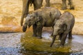 Two juvenile asian elephants standing together at the water side, Asiatic elephant calves, Endangered animal specie from Asia