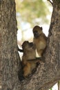 Two juvenile baboons, papio ursinus, sitting in tree moremi national park, botswana Royalty Free Stock Photo