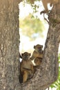 Two juvenile baboons sitting in tree moremi national park, botswana Royalty Free Stock Photo