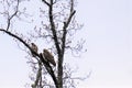 Two juvenile bald eagles in sycamore tree