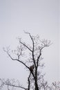 Two juvenile bald eagles in sycamore tree