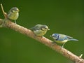 Two juvenile Blue Tits and mother bird. Royalty Free Stock Photo