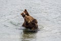 Two juvenile brown bears play fighting in the Brooks River, Katmai National Park, Alaska, USA Royalty Free Stock Photo