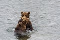 Two juvenile brown bears play fighting in the Brooks River, Katmai National Park, Alaska, USA Royalty Free Stock Photo