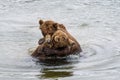 Two juvenile brown bears play fighting in the Brooks River, Katmai National Park, Alaska, USA Royalty Free Stock Photo