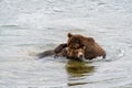 Two juvenile brown bears play fighting in the Brooks River, Katmai National Park, Alaska, USA Royalty Free Stock Photo